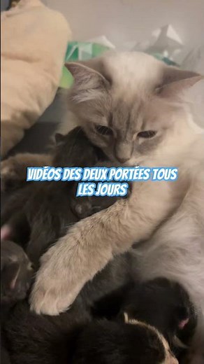 Neuf chatons de quelques jours trop mignon avec Ragdoll