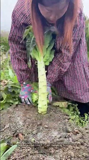 How to Cut Lettuce Like a Pro | Knife Skills