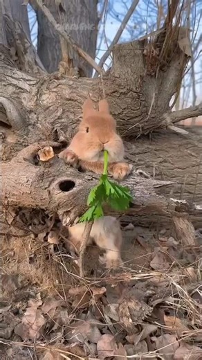 Brown Rabbit eating celery leaves 😍 #rabbit #cute #shorts