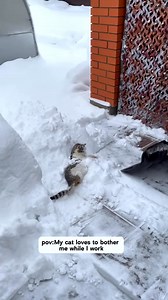 142K views · 4.5K reactions | My cat is interrupting my work.#funnycats #funnyanimals #petvideos #cat #catsoftiktok #fyp #usa #longervideos | Awesome Animals | Facebook