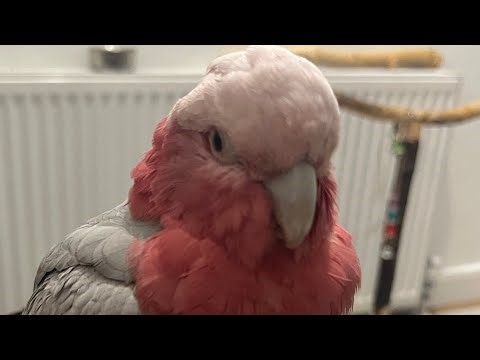 What my galah eats in a day!