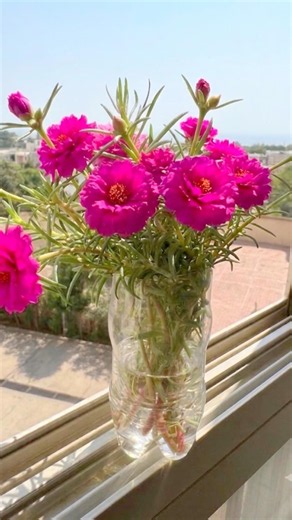 How to grow Portulaca /Moss rose in water #plants #garden #houseplant #flowers #nature