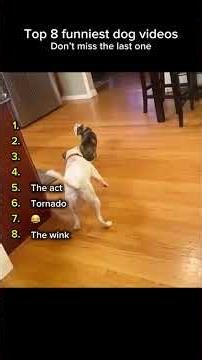 Top 8 funniest dog videos ( don’t miss the last one)