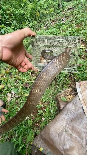 Bẫy Rắn Hổ Trâu Bằng Lồng #bẫyrắntâynguyên #snake #hổvện