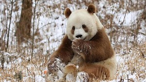 ‘A brand-new discovery’: Chinese scientists uncover genetic secret behind brown pandas