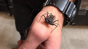 George shows off some of our Florida Tailless Whip Spiders (aka whip scorpions, although not really a spider or scorpion). These are a smaller species of cave spider and are one of the neater bugs you can own! | LLLReptile & Supply