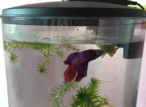 Condensation In Fish Tank - Aquariumia