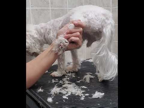 Trimming a fidgety senior Maltese dog's paws/trim the nails, dog grooming without restraints