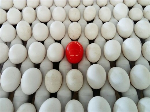 IPPE: Wireless Egg Node technology reveals hidden losses in poultry supply chains