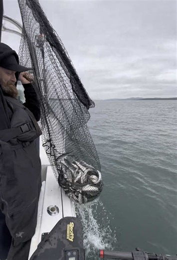 Lucky haul of Herring while trolling for salmon at the Sidney anglers derby! Darren from @canadianhuntnfish scooped up a few pounds! @marcuskennettfishingcharter put us right into them. Spot the @Westcoast Fishing Tackle BIG-E Black Herring! #fishing #bait #baitfish #baitfishing #herring #beautyday #ocean #theoceanwillprovide