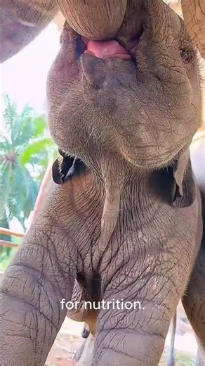 Baby Elephant Birth & Early Feeding Behavior | Animal Facts