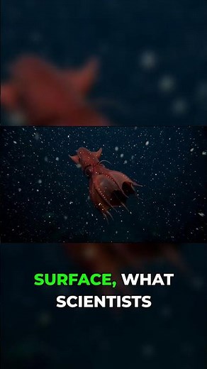 The Vampire Squid is actually eating WHAT?! 😱 #deepsea #ocean