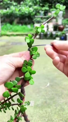 Simple yet beautiful jade plant cascade style! With aluminum wire in hand, you can create any jade