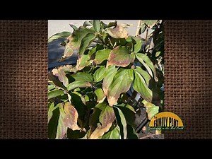 Q&A – Why does my new dogwood have brown leaves and look like this?