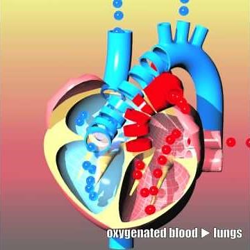 Congenital heart defects II: TGA, ToF, AVSD, TA and HLHS