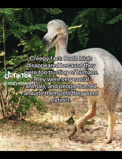Dodo Bird Extinction: Why Dodos Disappeared (Key Facts)