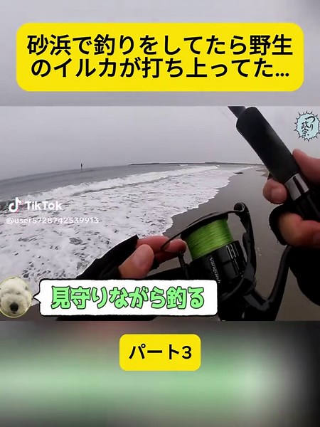 砂浜で見つけた野生のイルカの驚き
