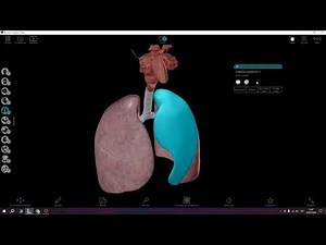 ATLAS DE ANATOMÍA HUMANA 7.04 | ANATOMÍA HUMANA 2024