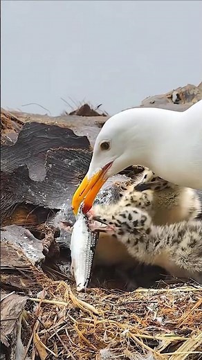 The mother European Herring Gull is feeding her chick.