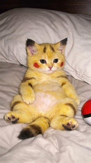 pika cat!?? #pikachu #cat #pokemon #relaxing #cute #satisfying #asmr #car #asmrsounds #electricity