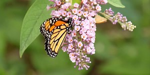 Missouri Department of Conservations encouraging people to do what they can to protect pollinators