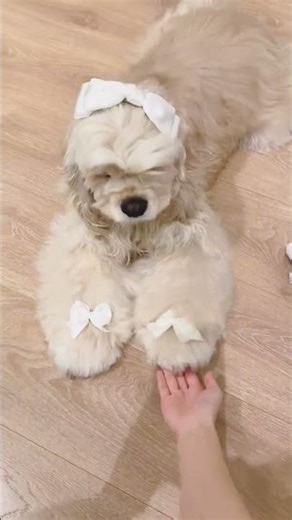 The little dog Big jio is so cute#Cute pets#Daily records of cute pets