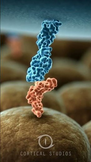 Competitive Exclusion - CLOSTAT - Probiotics - Kemin - Cortical Studios