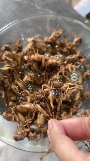 Exploring Edible Beetles: A Unique Culinary Adventure