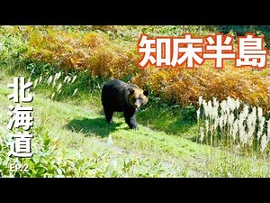 【北海道】秋の絶景知床でクマと大量の鮭に遭遇!!｜知床｜知床五湖｜グルメ｜ドライブ｜田舎暮らし｜北海道｜4K
