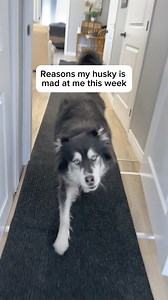…am i the doodoobutt for doing this? #husky #huskies #dogvideos | Levi the Husky Rescue