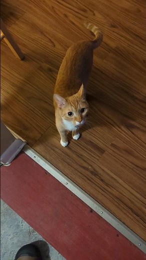 A video of the Chessie System mas- I meant of a cat I had on hand