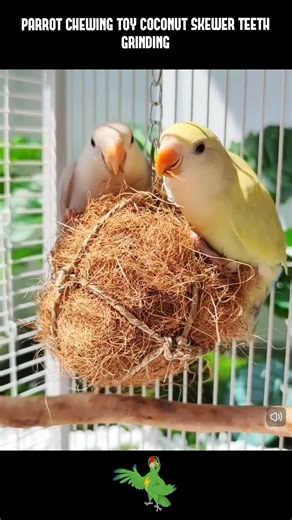 Parrot Chewing Toy Coconut Skewer Teeth Grinding