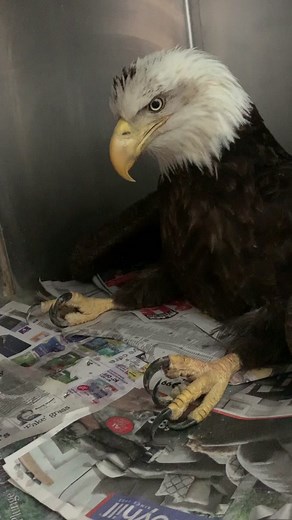 Meet Tiptoe: Our Resilient Bald Eagle Patient