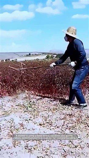 Hand Reaping a Dried Field Crop into Windrows