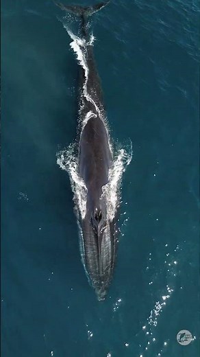 It’s not every day you get to see a full fin whale rotation, so we’re glad we caught the moment.