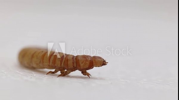 Closeup, side view, of a Zophobas morio or Giant Mealworm standing on a piece of polystyrene