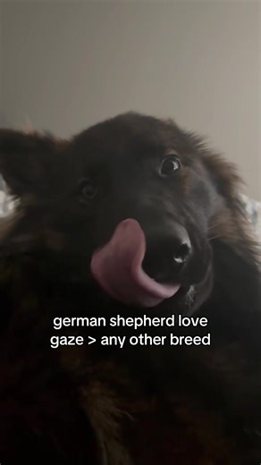 The Unmatched Love of German Shepherds