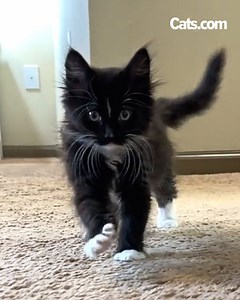 40K views · 3.2K reactions | Everyone needs a Teacup in their life! ❤️ | Cats.com | Facebook