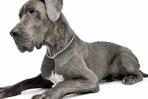 Dogue Allemand : caractère & éducation, santé & entretien, prix...