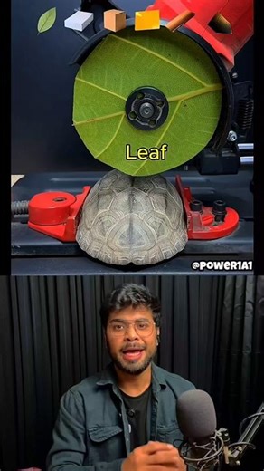 What Can CUT Through a Turtle Shell 🐢?