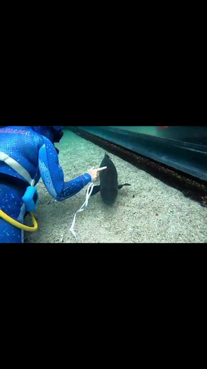 Bermuda Aquarium, Museum and Zoo supported by Bermuda Zoological Society on Reels