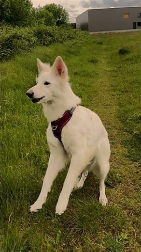 Nordi Catching Treats 🐾🍖 #whiteswissshepherd #wss #elegant #nordi.wss