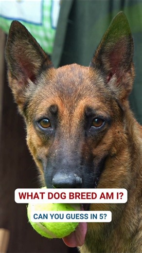 Only Dog Experts Know This K9 Dog!