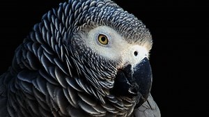 Some people believe a video of a parrot mimicking his owner's last words could help catch a murderer
