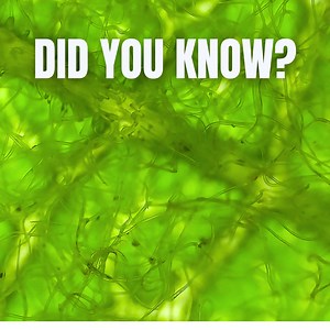 Did You Know?- Deciduous trees have adapted strategies that combat pollution?🌿🌳 Learn more with us at this Saturday's STEM Stops as we take a closer look at deciduous trees of South Texas. #stemstops #quintamazatlan #learningwithnature #decidioustrees #southtexastrees #urbanforests | Quinta Mazatlan World Birding Center