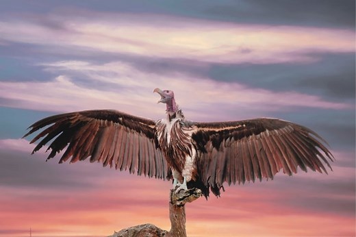 9 Vulture Spiritual Meanings: Seeing a Vulture During the Day