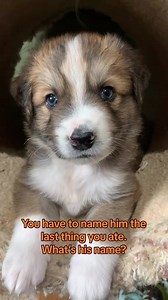 We’ll go first: Pancake 🥞 | Best Friends Animal Society