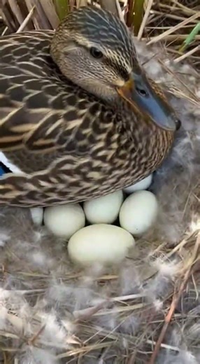 Amazing duck behavior you must see #kandangkpr #duck #entok