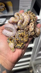 1.6K views · 104 reactions | 落 #ballpython #snake #ballpythonsofinstagram #reptiles #snakes #snakesofinstagram #reptile #reptilesofinstagram #ballpythons #ballpythonmorphs #python #ballpythonbreeder #royalpython #pythonregius #reptilelover #ballpythonmorph #ballpythonsofig #pythons #ballpythonbreeding #snakebreeder #snakesofig #exoticpets #pythonsofinstagram #reptilekeeper #pets #pet #petsofinstagram #royalpythonsofinstagram #animals #reptilebreeder | Xclusive ball pythons | Facebook