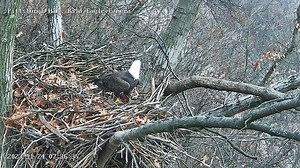 12K views · 937 reactions | Hays Eagles Mom Grazes then Breaks a Piece off the Big Stick. Check out the video! See the Hays eagles live here: https://pixcams.com/hays-bald-eagle-nest/ | PixCams | Facebook